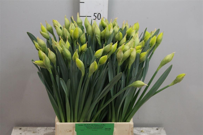 <h4>Narc Du Dick Wilden</h4>