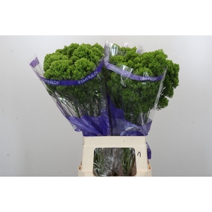 Trachelium Jade