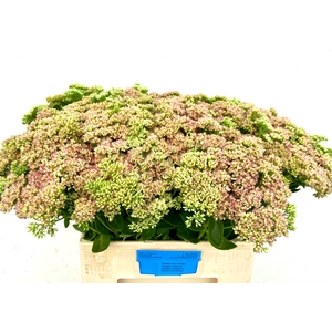 SEDUM SPECTABILE