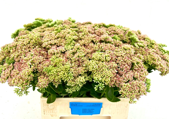 <h4>SEDUM SPECTABILE</h4>