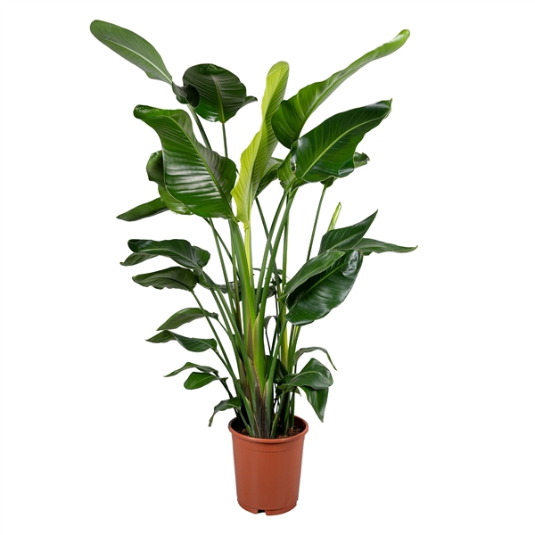 <h4>Strelitzia nicolai 5+ stek 120-130cm</h4>