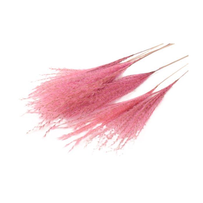 <h4>Bunch Fluffy Silver Grass 10pcs L75</h4>