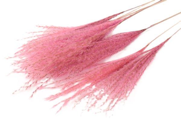 Bunch Fluffy Silver Grass 10pcs L75