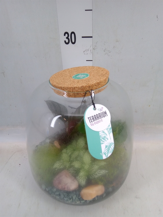 <h4>Arr.   Planten H%</h4>