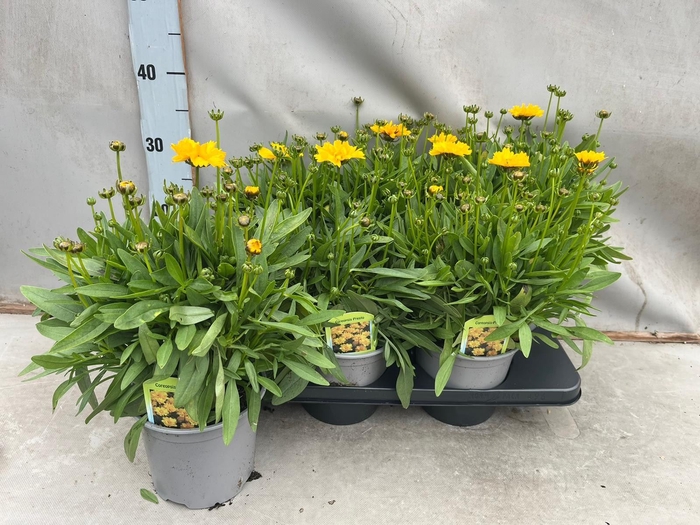 <h4>Coreopsis grandif. 'Corey Yellow'</h4>