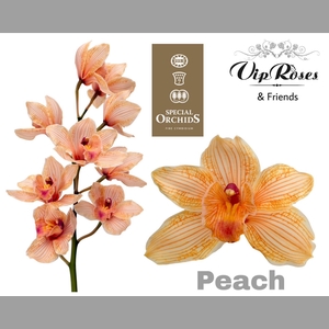 CYMB DYED PEACH