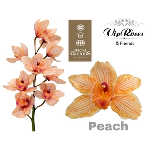 CYMB DYED PEACH