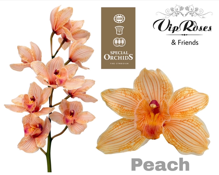 <h4>CYMB DYED PEACH</h4>