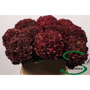 HYDR M MAG D RUBY CL