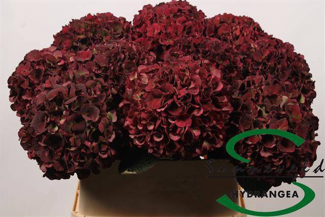 <h4>HYDR M MAG D RUBY CL</h4>
