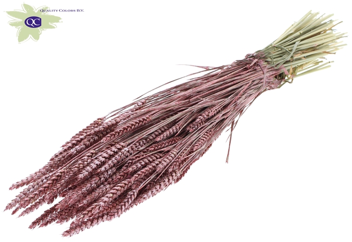 Triticum per bunch Metallic Red