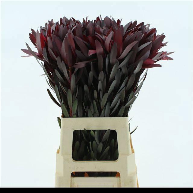 <h4>LEUCAD SAF SUNSET</h4>