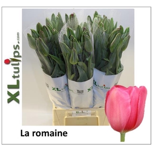 TU EN LA ROMAINE