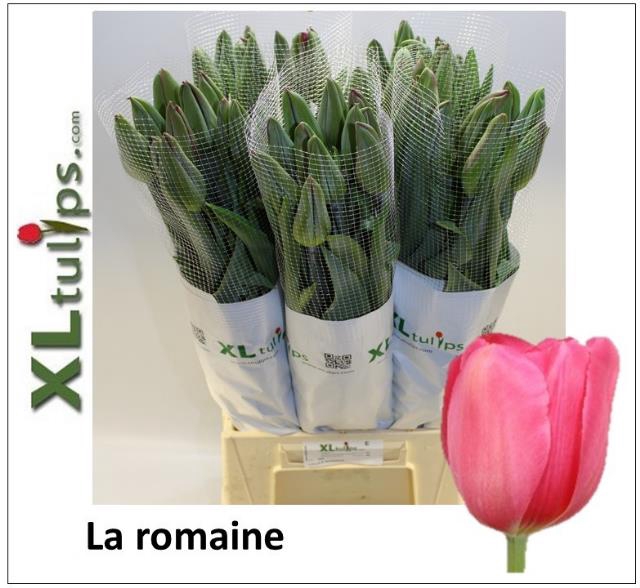 TU EN LA ROMAINE