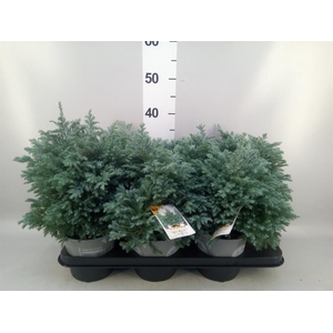 Chamaecyparis pis. 'Sky Blue'