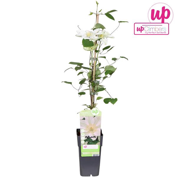 <h4>Clematis Guernsey Cream P15</h4>