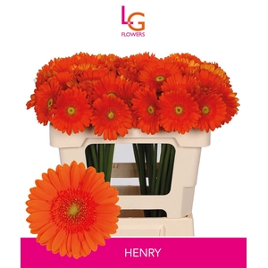 Ge Mi Henry Hoes - Fust 996