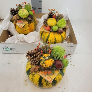 CUCURBITA OV