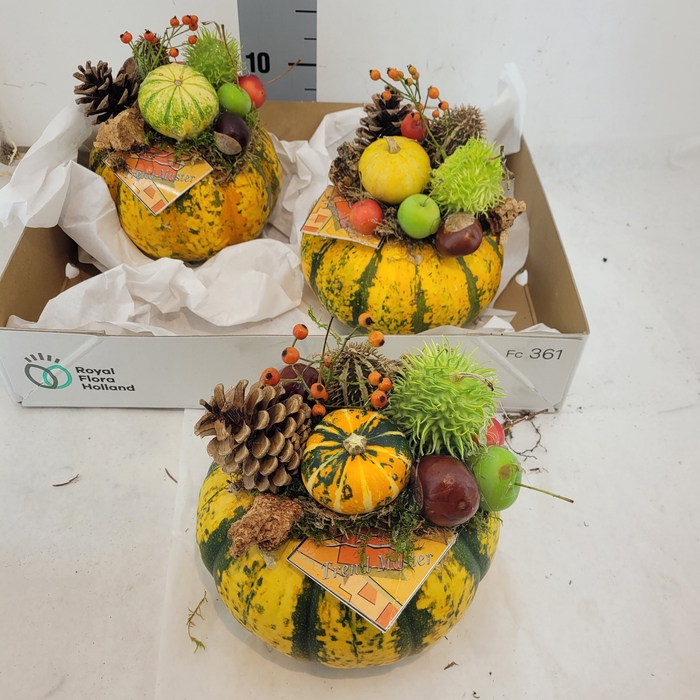 <h4>CUCURBITA OV</h4>