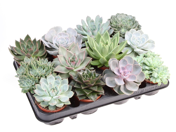 <h4>Echeveria mix</h4>