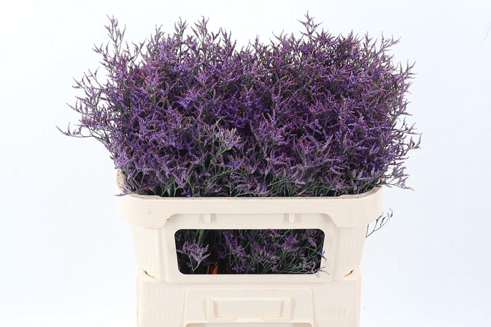 <h4>Lim Saf Dark Blue</h4>