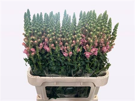 <h4>Antir Avignon Pink</h4>