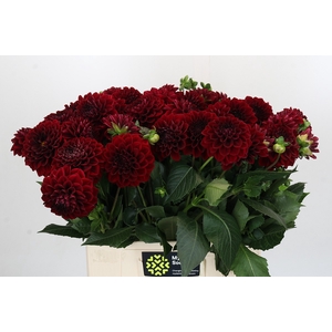 Dahlia Cognac Brandy
