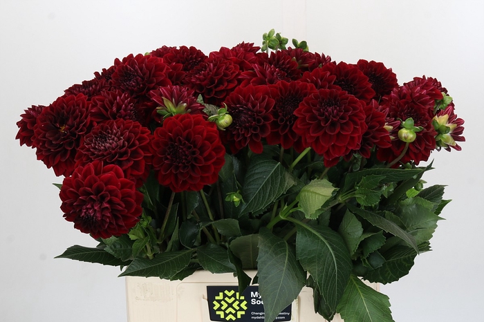 Dahlia Cognac Brandy