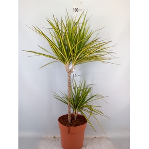Dracaena marg. 'Sunray'
