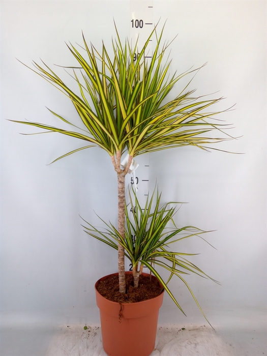 <h4>Dracaena marg. 'Sunray'</h4>