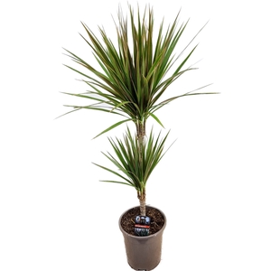 Dracaena bicolor 30-10