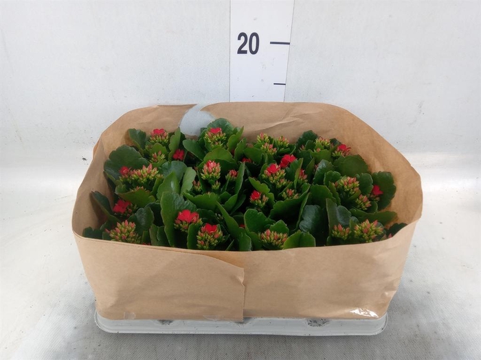 <h4>Kalanchoe blos.   ..</h4>