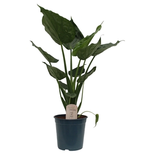 Alocasia cucullata