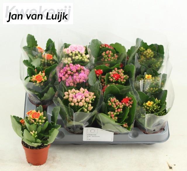 <h4>KAL GE GEM 5 KL</h4>