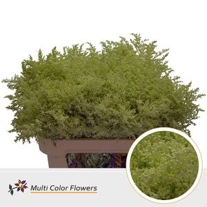 Solidago   ...colored  H%