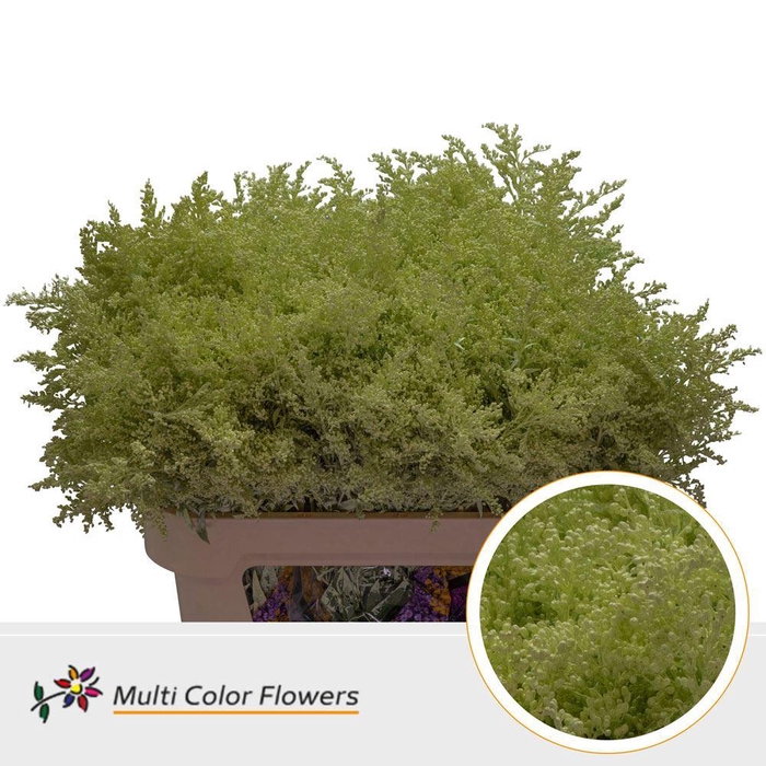 <h4>Solidago   ...colored  H%</h4>