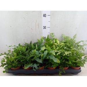 Ferns   ...mix