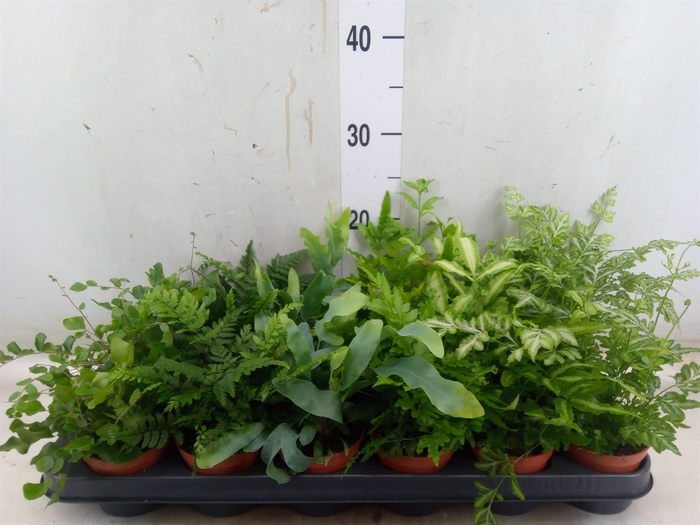 <h4>Ferns   ...mix</h4>