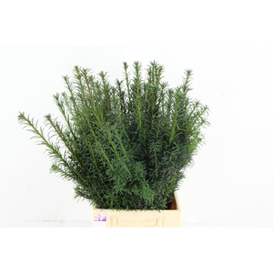 TAXUS GREEN PER BUNCH
