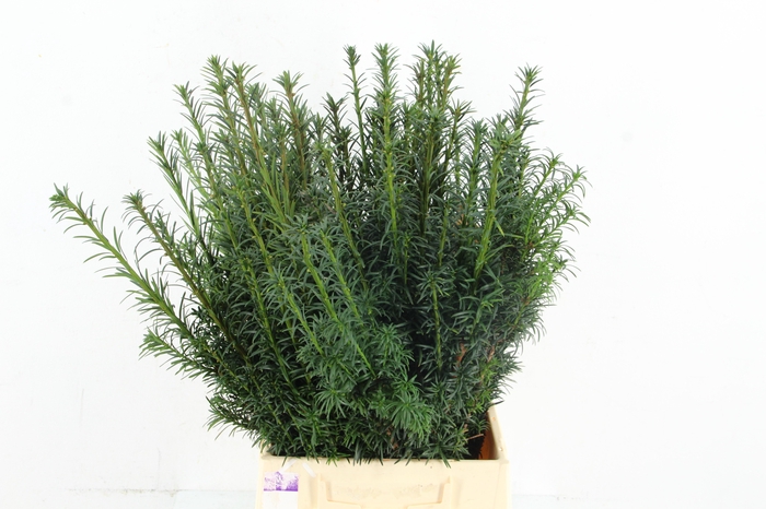 <h4>TAXUS GREEN PER BUNCH</h4>