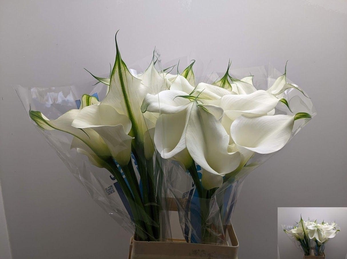 <h4>ZANT CAPT VENTURA</h4>