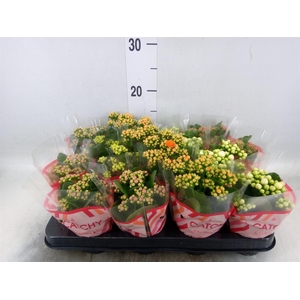 Kalanchoe blos.   ..rosebud mix  5