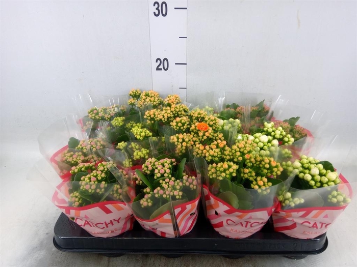 <h4>Kalanchoe blos.   ..rosebud mix  5</h4>