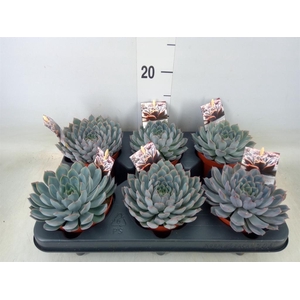 Echeveria   ...