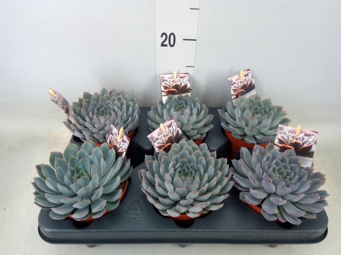 <h4>Echeveria   ...</h4>
