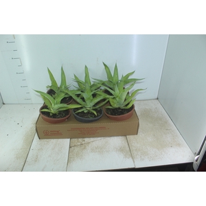 AGAVE POLVO C21