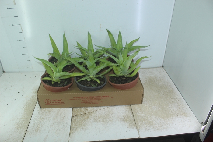 <h4>AGAVE POLVO C21</h4>