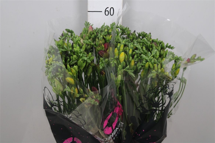 <h4>Fr Du Gemengd 20gr</h4>