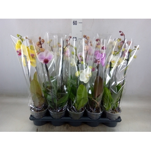 Phalaenopsis   ...mix