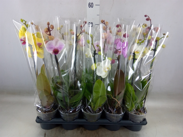 <h4>Phalaenopsis   ...mix</h4>